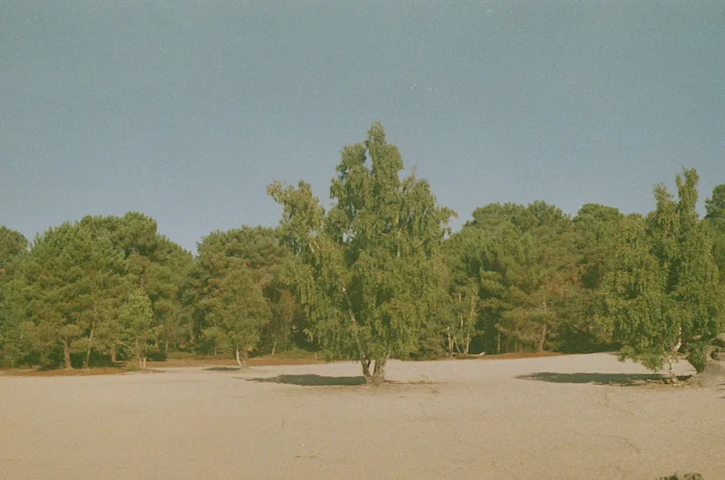 scene setting for goodlids blog hero